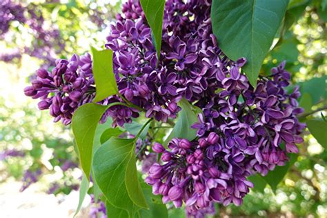 庭院種植|【庭院種樹】庭院種植必看！花香四溢、寓意佳，打造庭院「花樣。